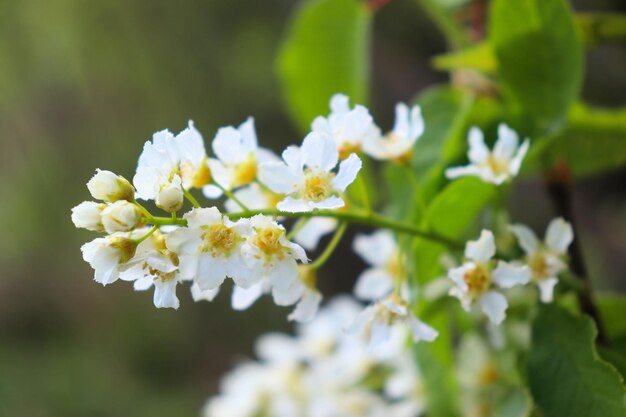 Flowering plants and flowers buds open nectar and pollen