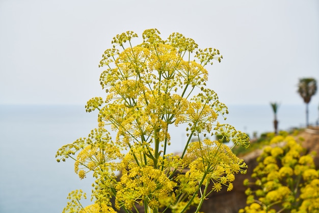 Flowering plants in the nature