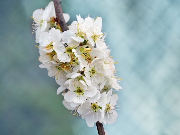 Flowering plum in the garden.