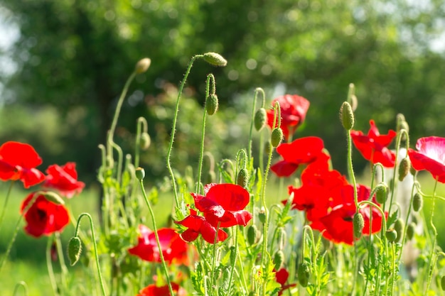 Flowering poppies A field of poppies Sunlight shines on plants