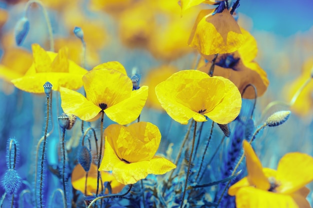 Flowering Poppies field Wild poppies Papaver Flower nature background Blue and white toning