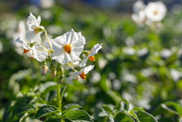 Flowering potato. Potato flowers blossom in sunlight grow in plant. White blooming potato flower