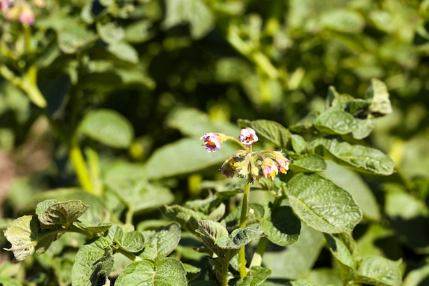 Flowering potatoes closeup