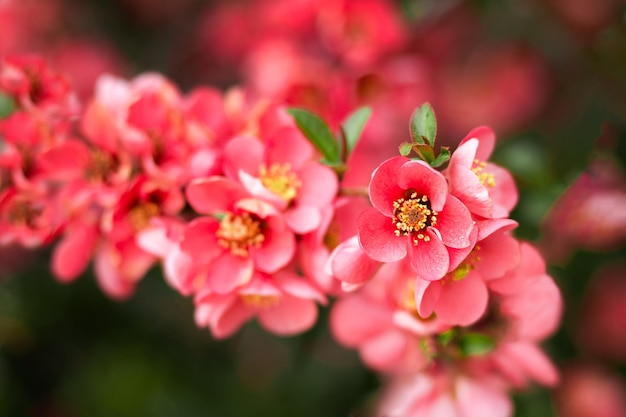 Flowering quince Chaenomeles speciosa Chinese or Japanese quince zhou pi mugua