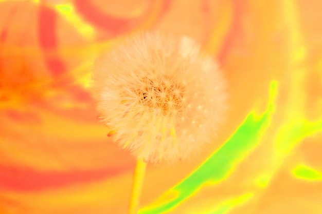 Flowering and ripening of dandelions