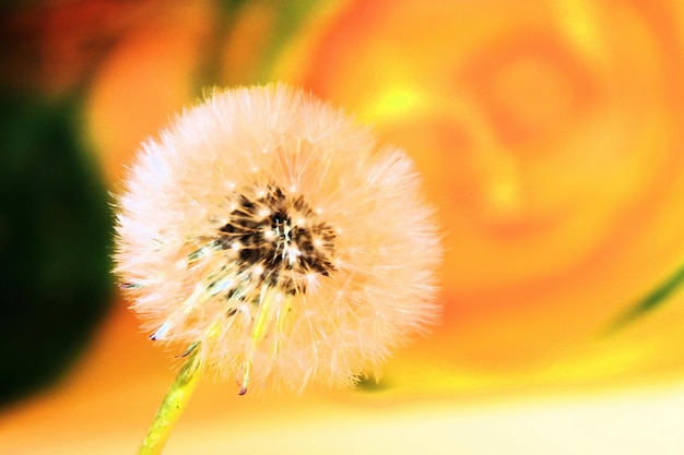 Flowering and ripening of dandelions