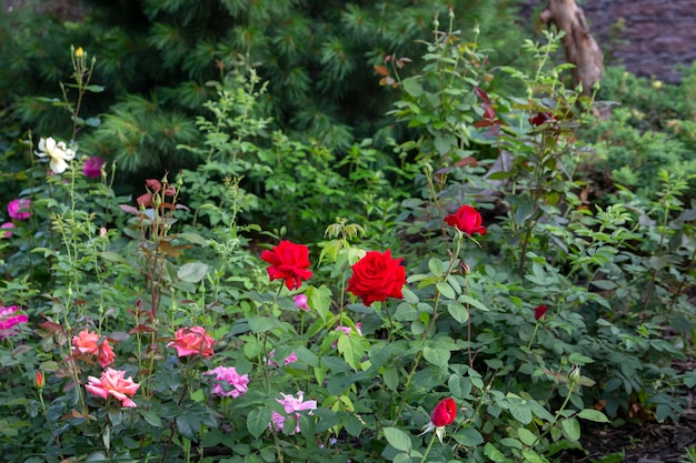 Flowering roses on the flowerbed in the park Landscape design perennial plants