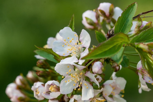 Flowering shrubs of white flowers with green leaves