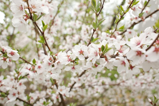 Flowering spring delicioussmelling tree Bright and small and beautiful flowers