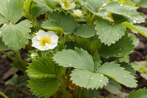 Flowering strawberry bush in the garden in springtime