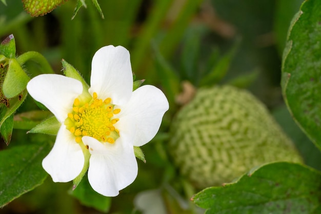 Flowering strawberry bush in the garden in springtime