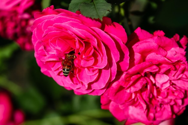 Flowering summer rose in bud