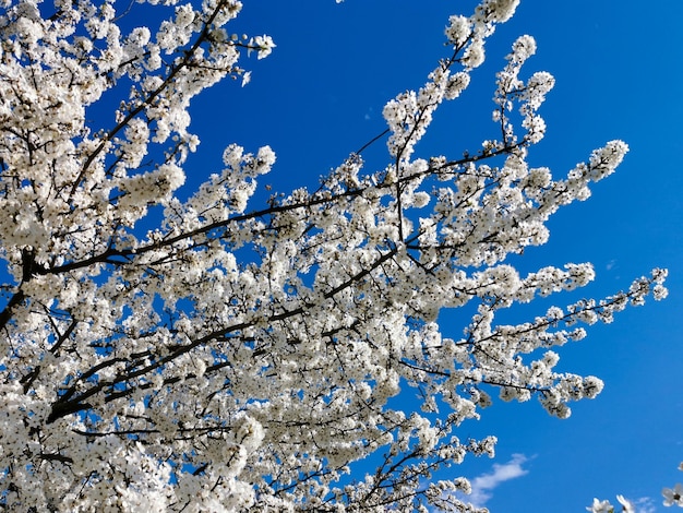 Flowering sweet cherry plum branch with white flowers in summer on blue background Fruit tree