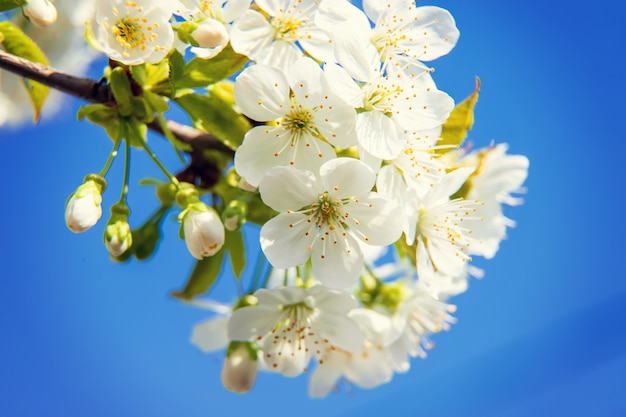 Flowering tree branches in spring. 