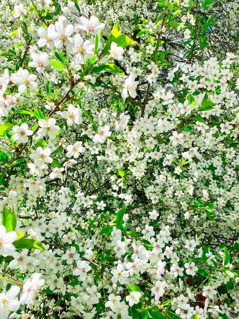 flowering tree in spring for background