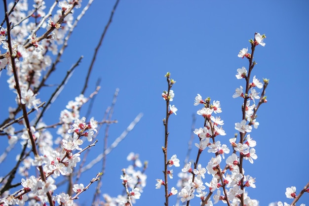 Flowering tree at spring pollination by bees