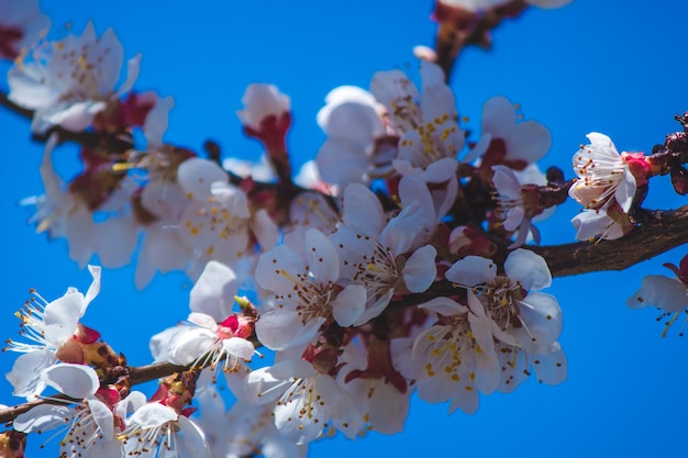 Flowering tree at spring pollination by bees