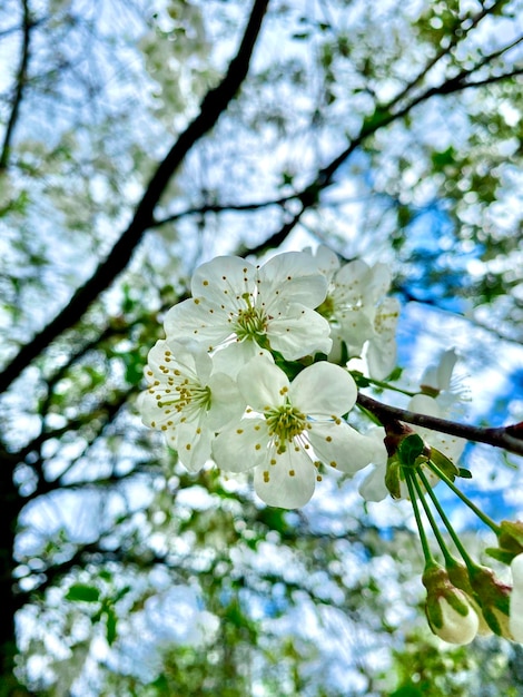 flowering tree in spring Selective focus of beautiful branches of white apple blossoms on the tree