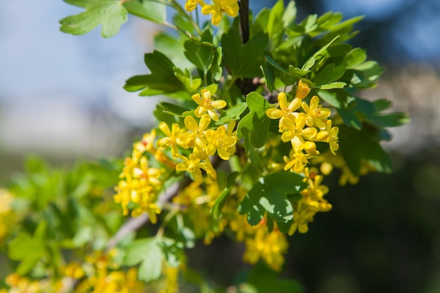 flowering tree with yellow flowers