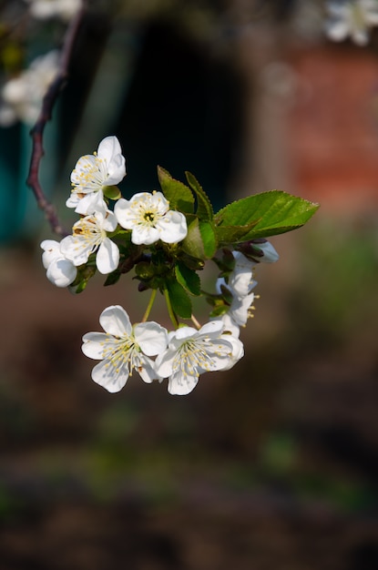 Flowering trees. Bee on a white flower. Branch of a tree with white flowers