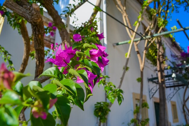 Flowering trees in greece Corfu island