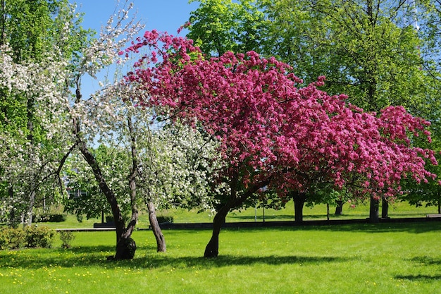 Flowering trees in the park