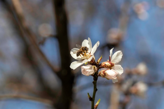 flowering trees and striped bee on flowers, almond tree flowers