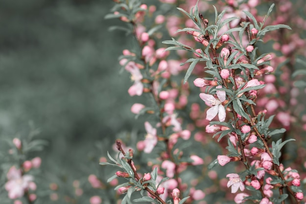 Flowering trees with spring pink blossom and dew in nature with