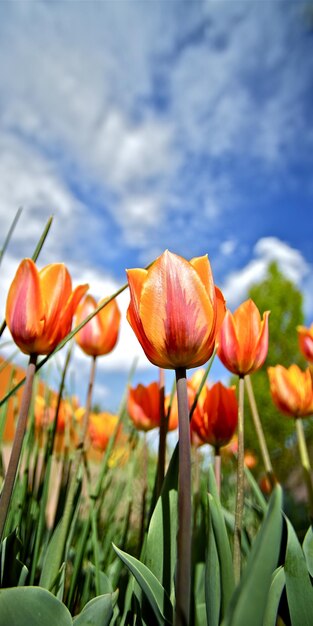 Photo flowering tulips