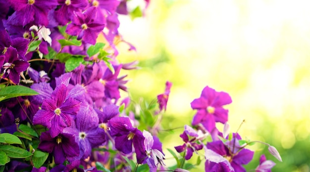 Flowering twisted clematis in the garden Large bright purple flowers