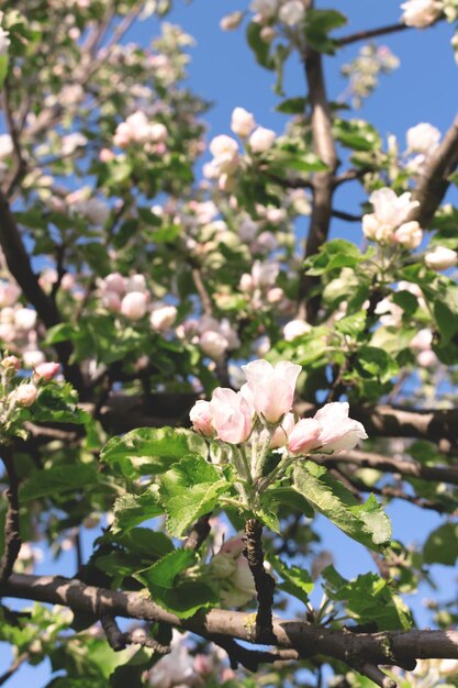 Flowering white apple tree