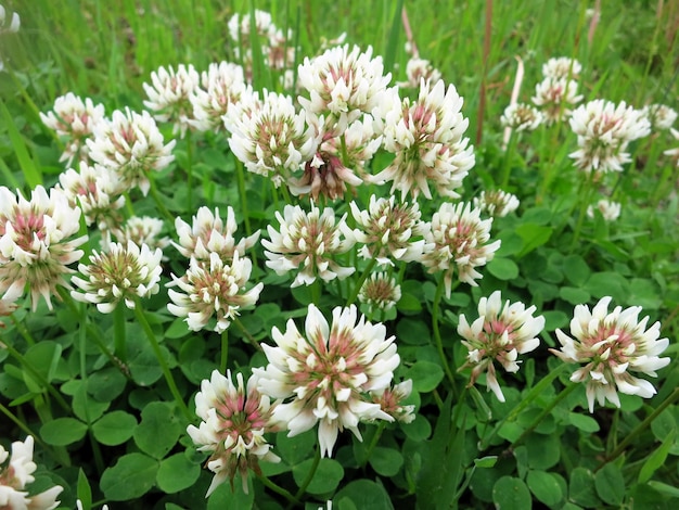 Flowering of white clover shamrock lamb suckling creeping trefoilshamrock latTrifolium repens