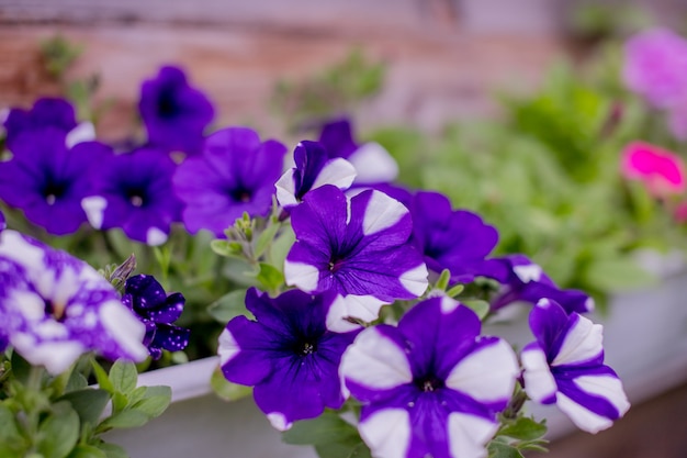 Flowering white petunias in orange pots, hanged on rope in flower market.Floral landscaping brings a riot of color to city's streets, City beds with flowers, environmental responsibility