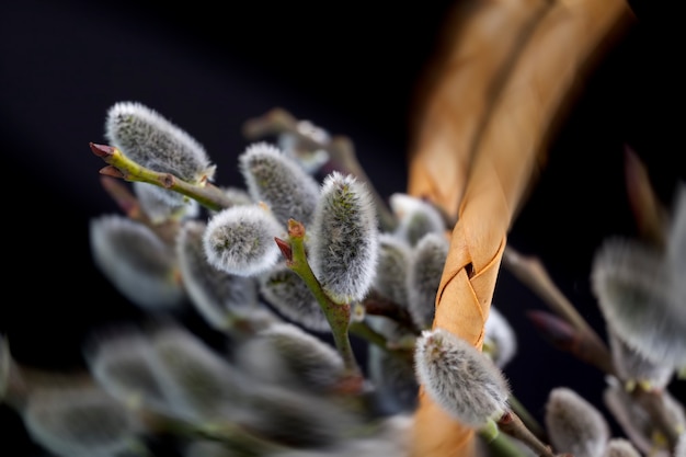 Flowering willow branches  