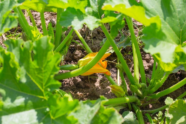 Flowering zucchini zucchini. Large green leaves of a plant with a yellow flower. Developing oblong fruits.