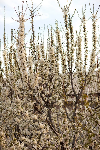 Flowers adorn the trees in spring