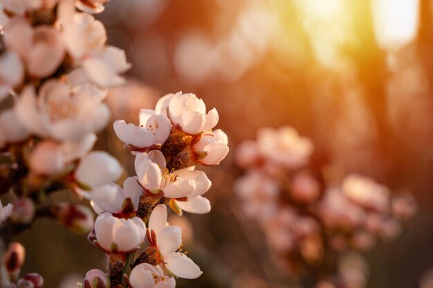 Flowers of almond tree against the sunset Beautiful nature scene with blooming tree