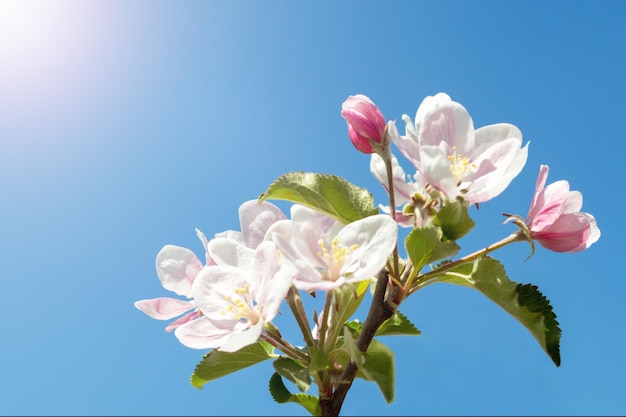 Flowers of an apple tree against the blue sky in the rays of the sun