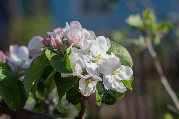 Flowers of the apple tree blossoms on a spring day