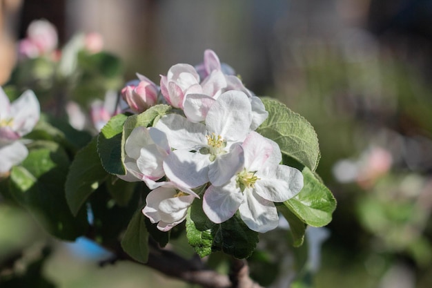 Flowers of the apple tree blossoms on a spring day