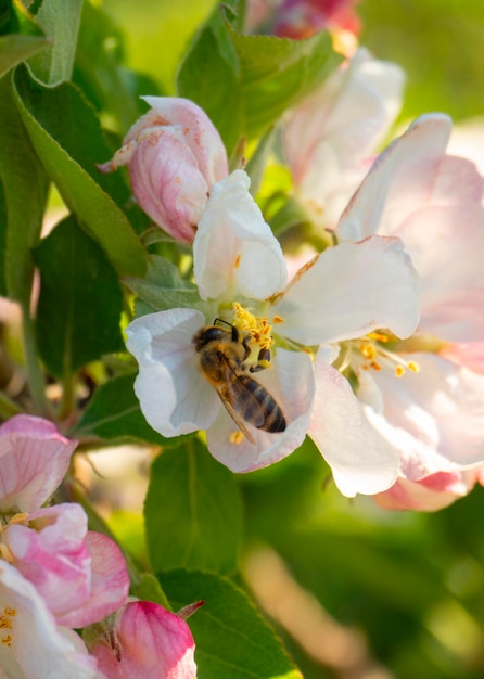 Flowers of Apple tree Fuji and bee in the sun in the spring