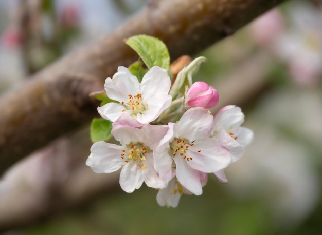 Flowers of Apple tree Fuji in the sun in the spring