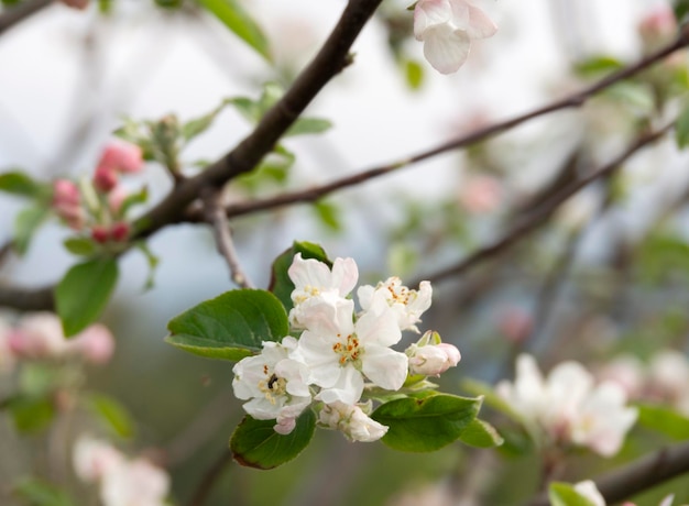 Flowers of Apple tree Fuji in the sun in the spring