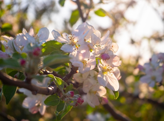 Flowers of Apple tree Fuji in the sun in the spring