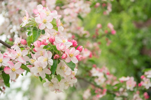 Flowers of apple tree in the rays of a bright sun Shallow depth of field Wide photo