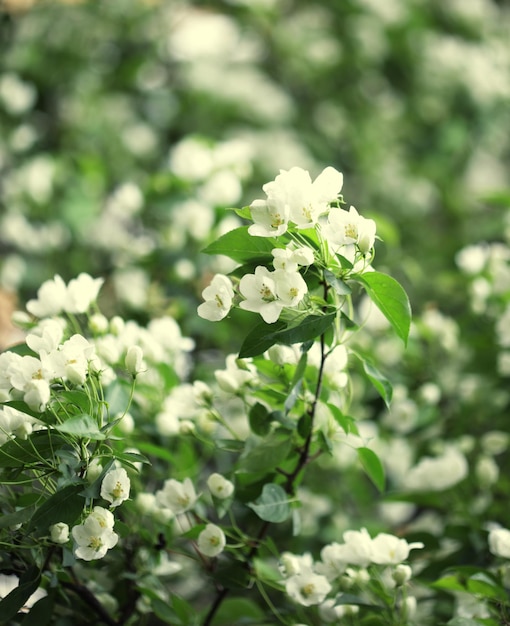 Flowers of apple