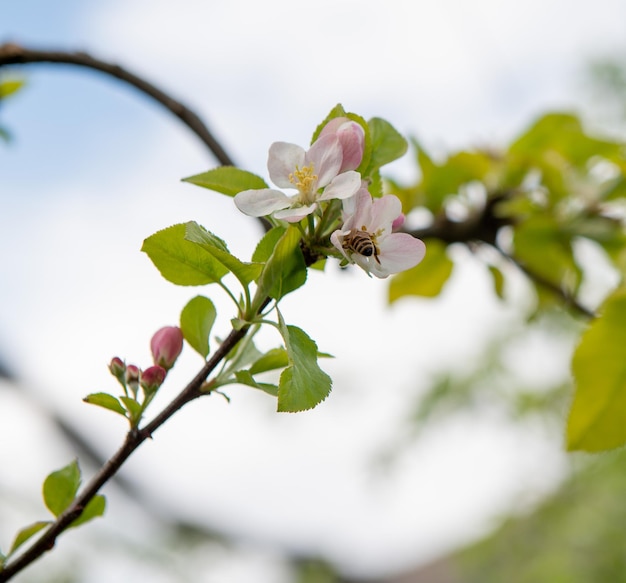 The flowers of the apple