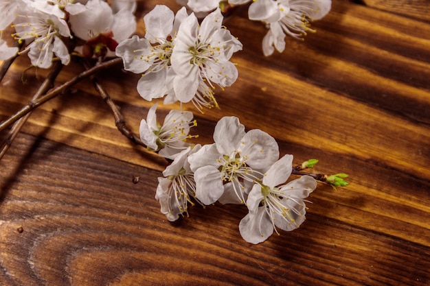 Flowers of apricot tree on wooden background. Spring blossom on wood desk