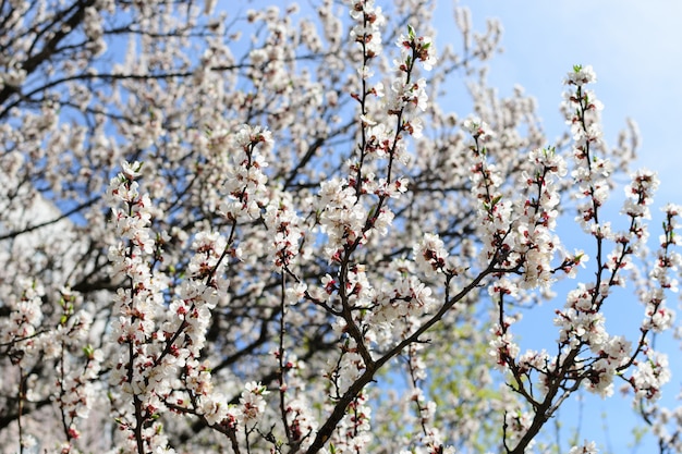 Flowers apricot tree