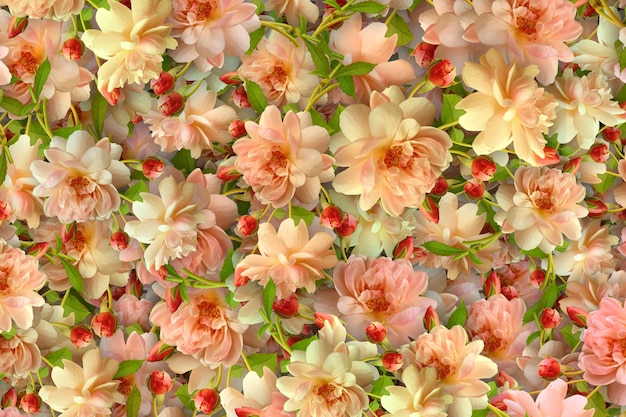 Flowers Background Flowers Picture